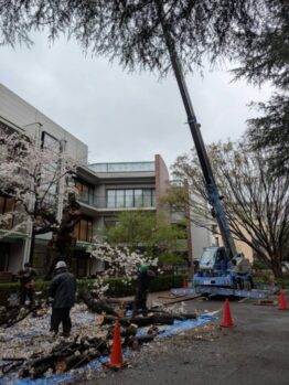 桜伐採