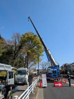 樹木伐採剪定
