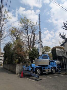 樹木剪定作業