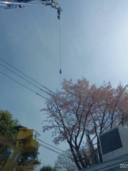 桜伐採作業