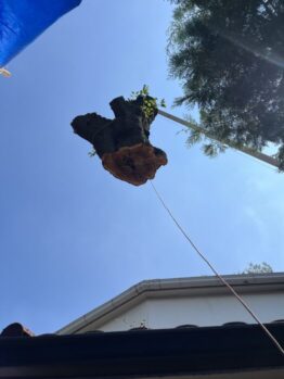 桜伐採作業及び養生撤去作業