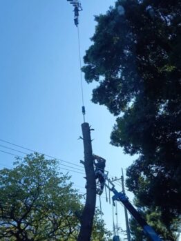 樹木伐採及び庭石移動作業