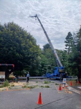 ケヤキ剪定作業