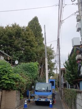 樹木伐採
