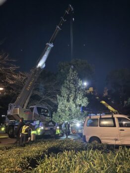 クリスマスツリー移動作業