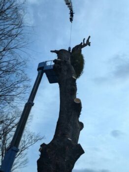 ケヤキ伐採及び養生施工撤去作業