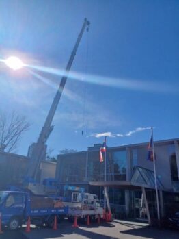 ヒマラヤスギ伐採