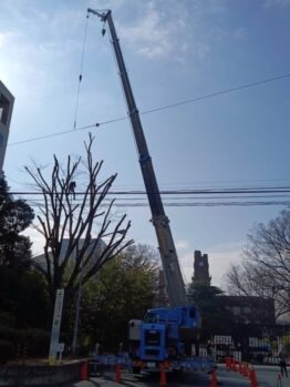 ケヤキ剪定作業