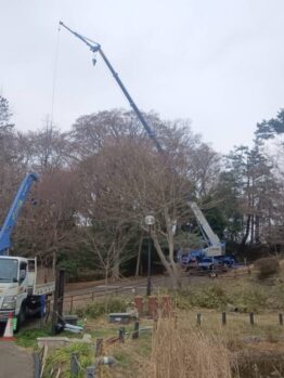 樹木伐採剪定作業