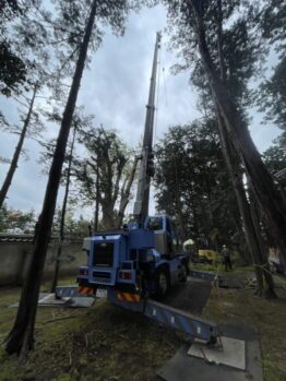 樹木剪定作業