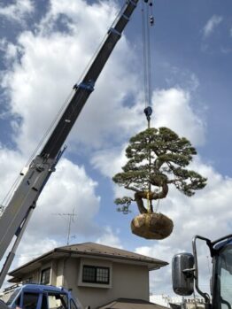 マツ移植及び鉄板養生施工撤去作業