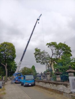 樹木伐採