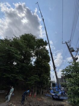 樹木伐採