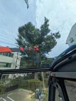 樹木伐採