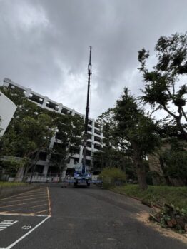 樹木伐採作業