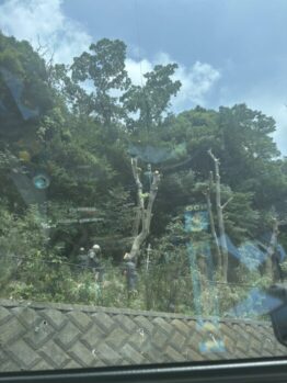 樹木伐採