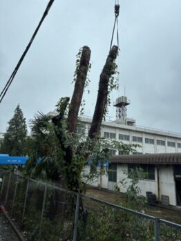 樹木伐採作業