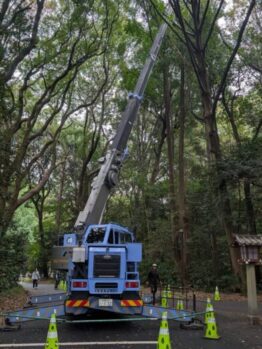 樹木伐採作業